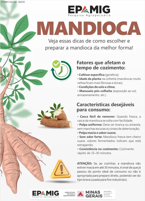 infografico mandioca