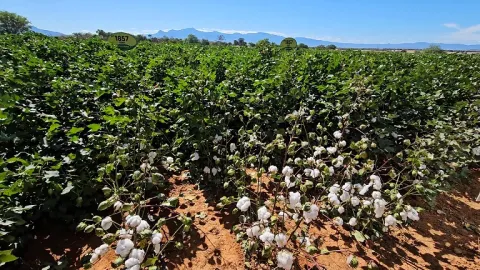 Catuti, no Norte de Minas está no centro do começo de uma nova etapa para o cultivo de algodão na região