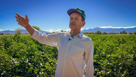 Produtor está feliz de ver a plantação de algodão florindo