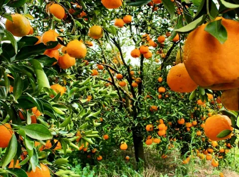 O aumento da produção se dá também pela migração de citricultores para regiões livres da a presença do greening