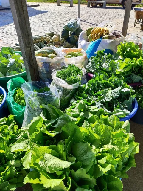 A produção adquirida é doada para entidades socioassistenciais do município e para famílias em situação de insegurança alimentar