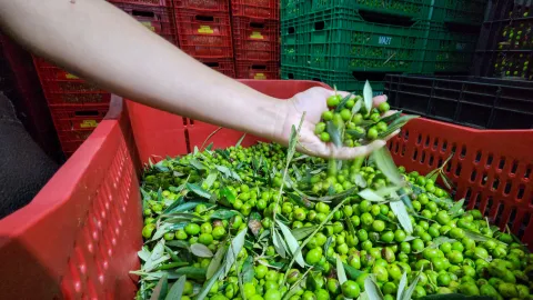 Minas Gerais tem produção pulverizada em pequenos e médios olivais
