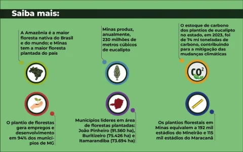 Infográfico Silvicultura