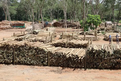 Madeiras de eucaliptos são usadas na agroindústrias de alimentos