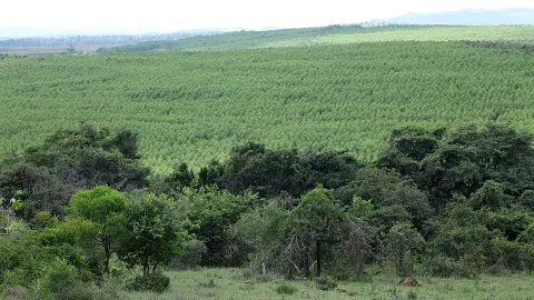 Florestas planadas de eucaliptos