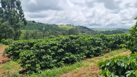 o café da Fazenda Lagoinha, em Carmo da Cachoeira, tem o selo do programa