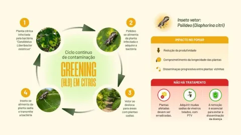 Atualmente, há registros de greening em 92 municípios mineiros