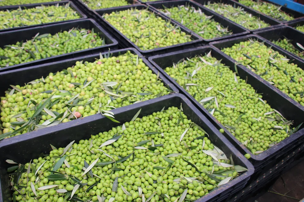 Frutos das oliveiras