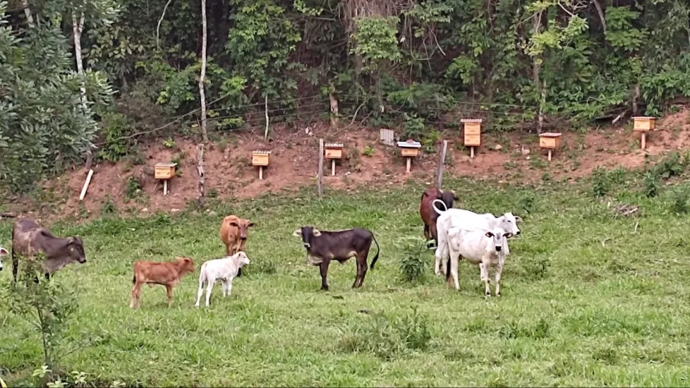 Gado e produção de meu