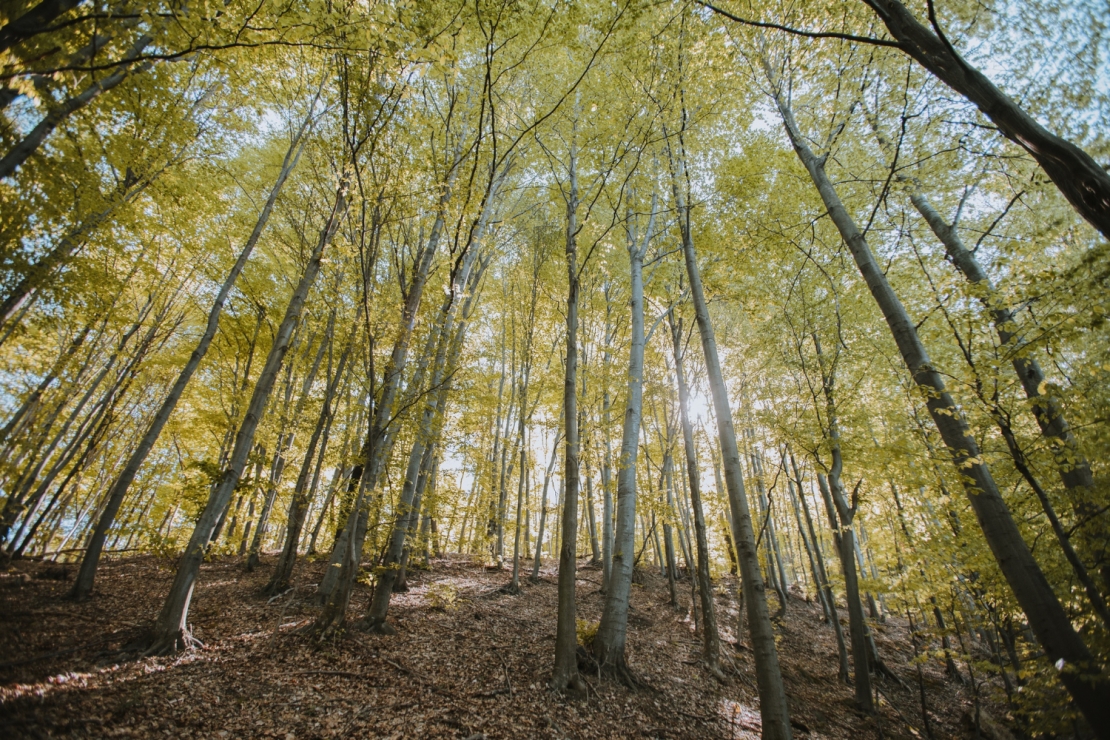 floresta